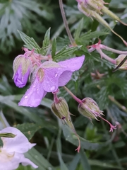 Geranium pratense