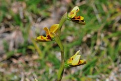 Diuris curta