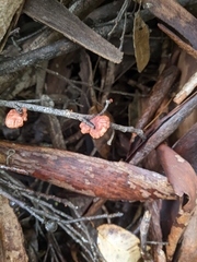 Anthracophyllum archeri