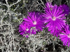 Lampranthus haworthii
