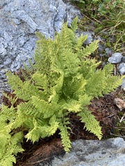 Athyrium americanum