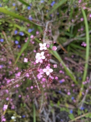 Boronia gracilipes