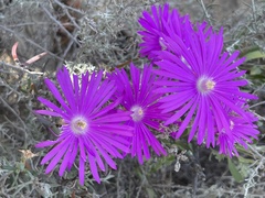 Lampranthus haworthii