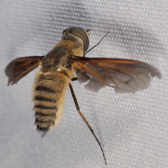 Poecilanthrax lucifer