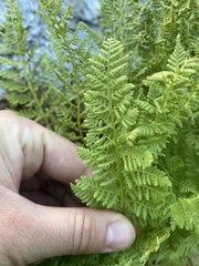 Athyrium americanum