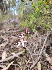Caladenia cucullata