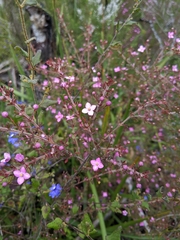 Boronia gracilipes