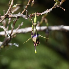Fuchsia excorticata