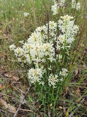 Stackhousia monogyna