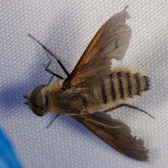 Poecilanthrax lucifer