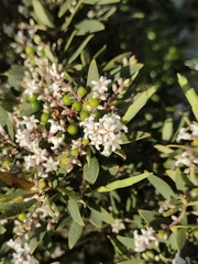 Leucopogon parviflorus