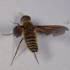 Poecilanthrax lucifer