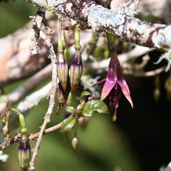 Fuchsia excorticata