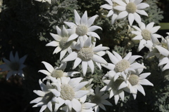 Actinotus helianthi
