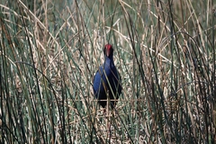 Porphyrio melanotus melanotus
