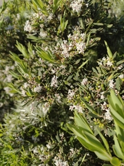 Leucopogon parviflorus