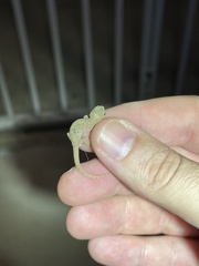 Hemidactylus parvimaculatus