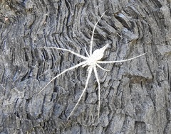 Tamopsis