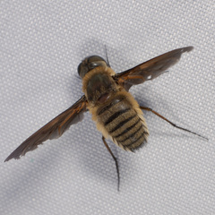 Poecilanthrax lucifer