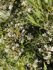 Leucopogon parviflorus