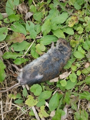 Microtus pennsylvanicus