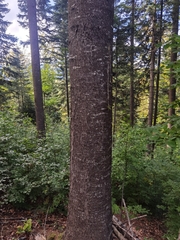 Abies alba