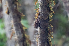Rhynchonycteris naso