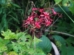 Clerodendrum