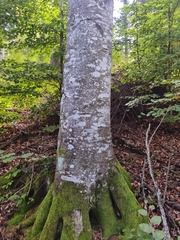 Fagus sylvatica