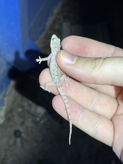 Hemidactylus parvimaculatus