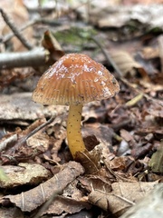 Gliophorus