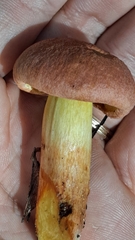 Suillus collinitus
