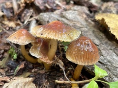 Gliophorus