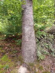 Abies alba