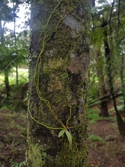 Drymoanthus adversus