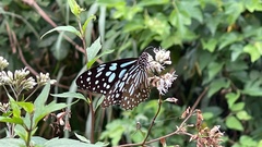 Tirumala limniace limniace
