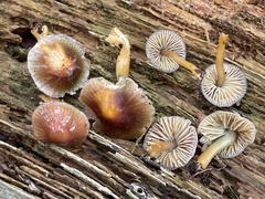 Gliophorus