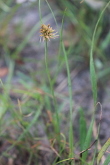 Cyperus vestitus