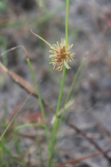 Cyperus vestitus