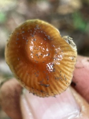 Gliophorus