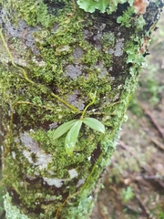 Drymoanthus adversus