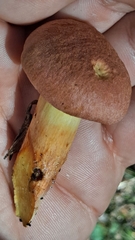 Suillus collinitus
