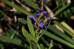 Dampiera stricta