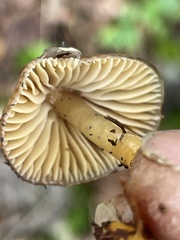 Gliophorus