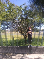 Vachellia schaffneri