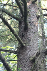 Picea sitchensis