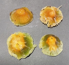 Gliophorus