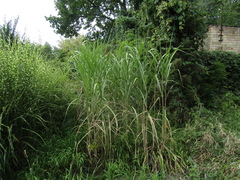 Miscanthus × longiberbis