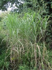Miscanthus × longiberbis