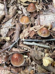 Gliophorus